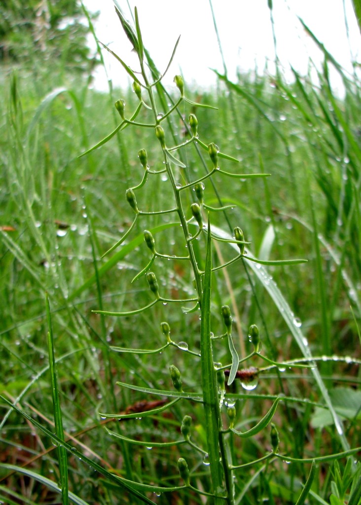 Pļavas linlape – Latvijā ļoti reti sastopams augs. Foto: A. Priede.